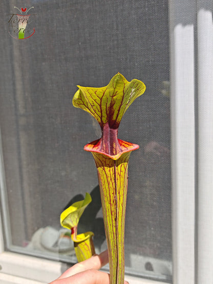 SFO02 Sarracenia flava var. ornata -- "Solid Red Throat" (F88, MK)
