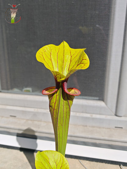 SFO02 Sarracenia flava var. ornata -- "Solid Red Throat" (F88, MK)