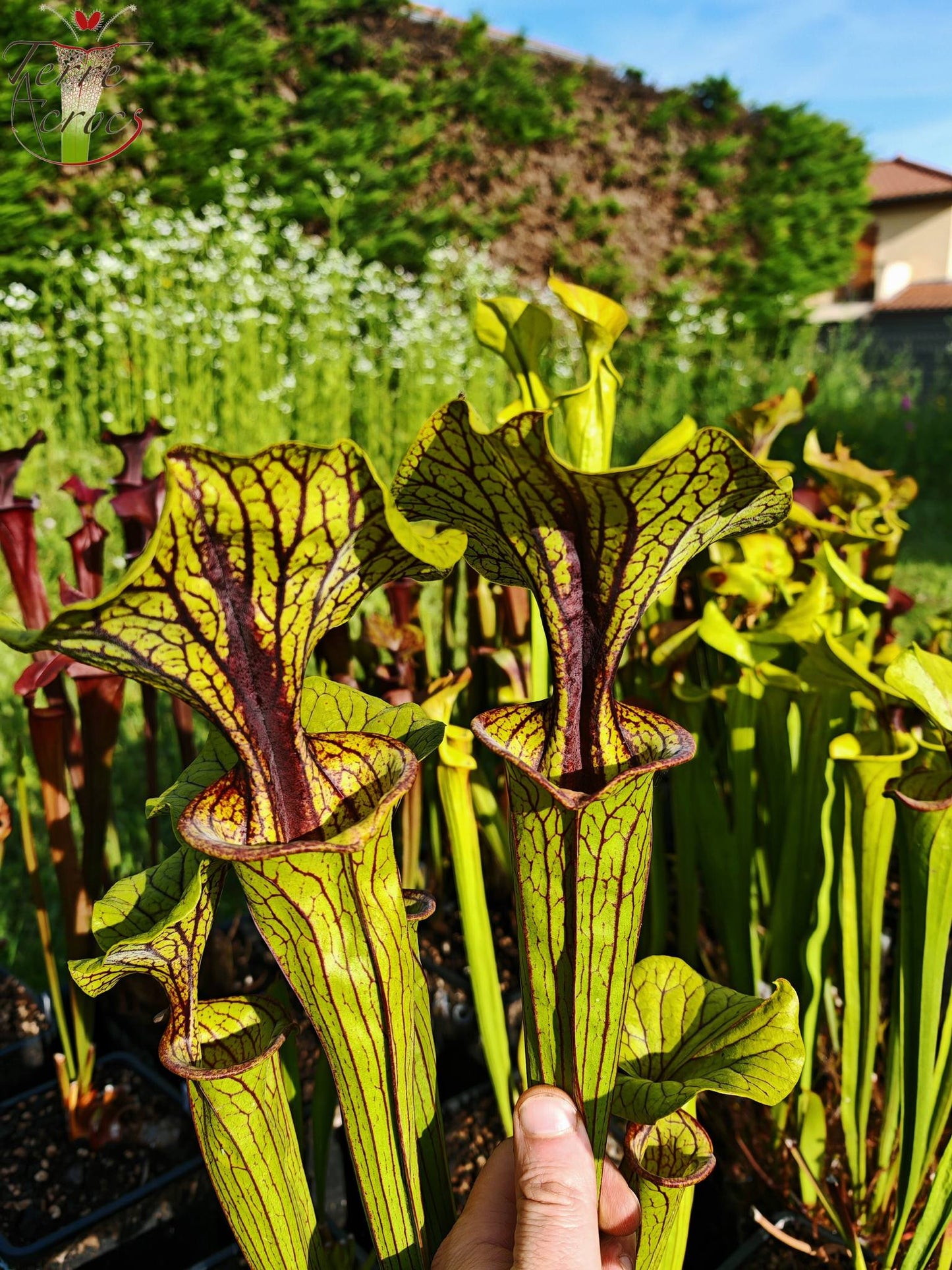 SFO03 Sarracenia flava var. ornata -- "Mega ornata"