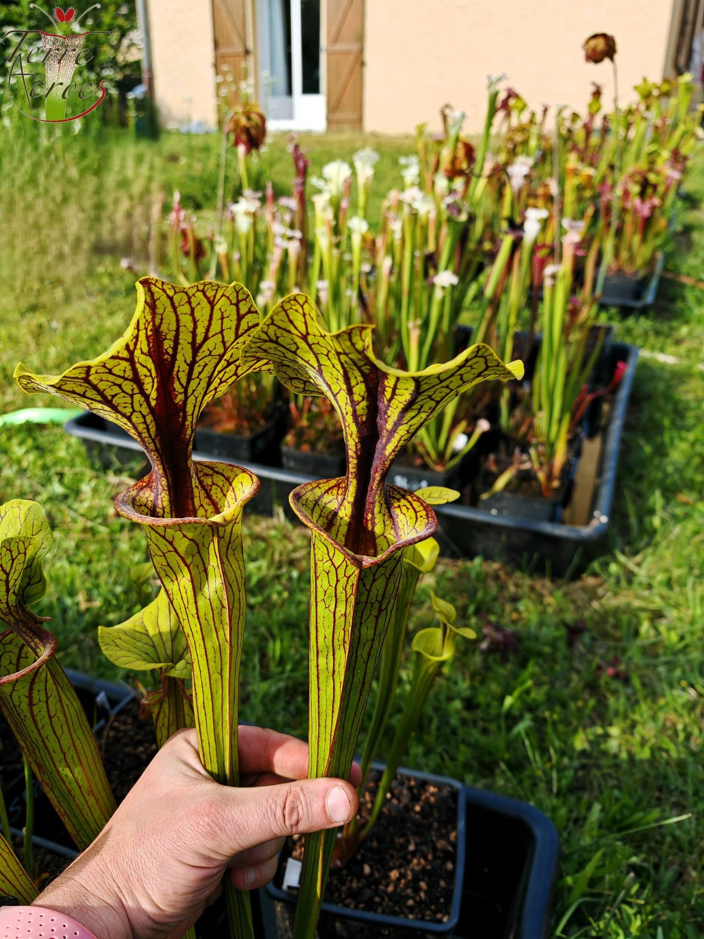 SFO03 Sarracenia flava var. ornata -- "Mega ornata"