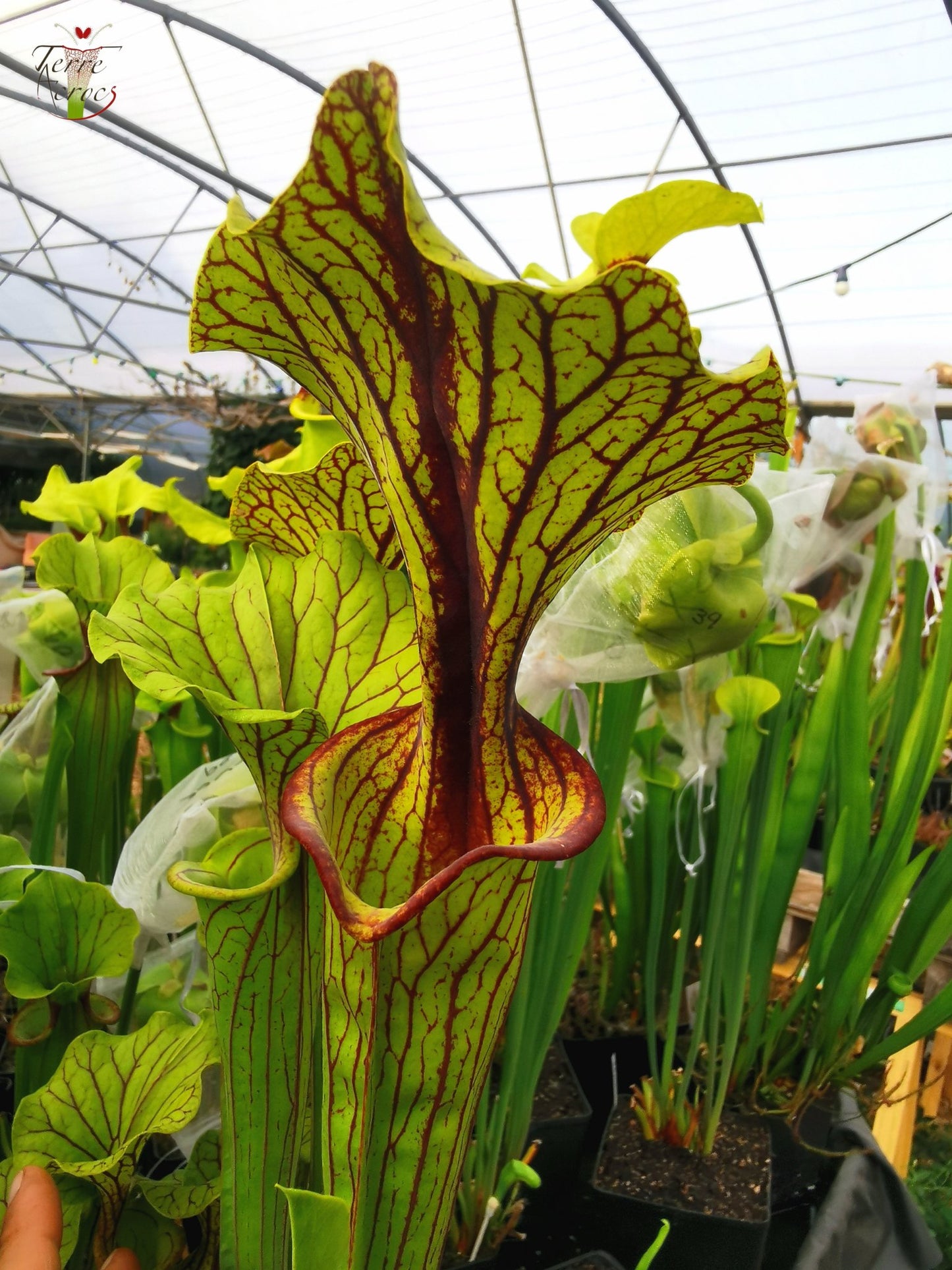 SFO03 Sarracenia flava var. ornata -- "Mega ornata"