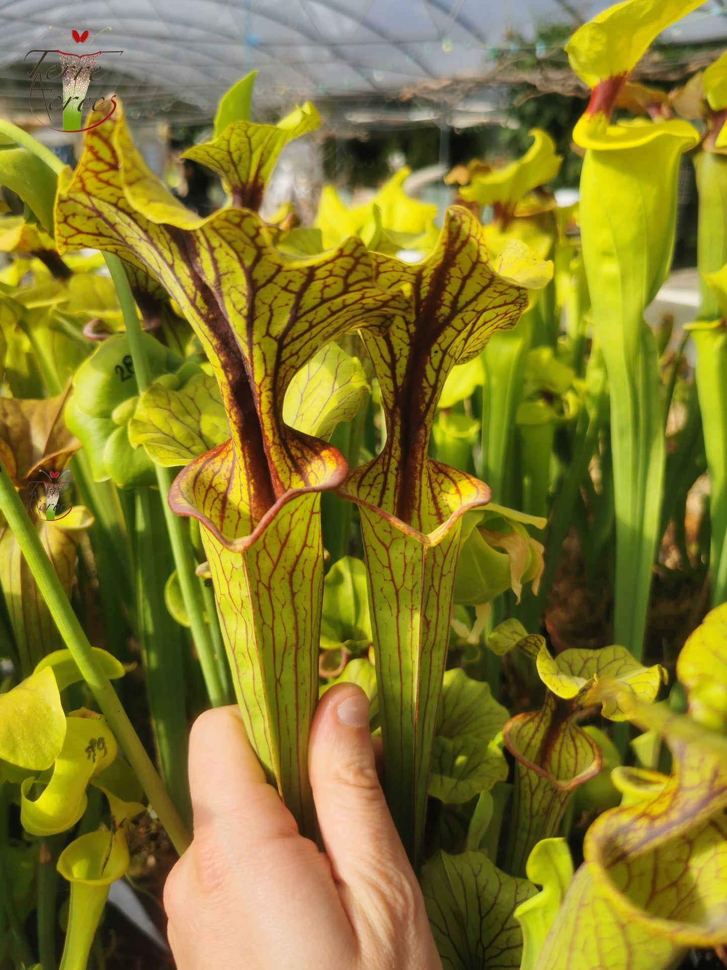 SFO03 Sarracenia flava var. ornata -- "Mega ornata"