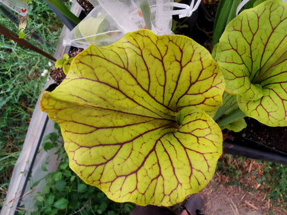 SFO03 Sarracenia flava var. ornata -- "Méga ornata"