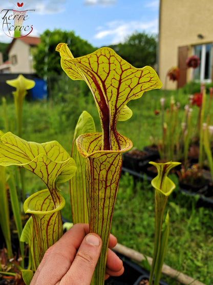 SFO03 Sarracenia flava var. ornata -- "Mega ornata"