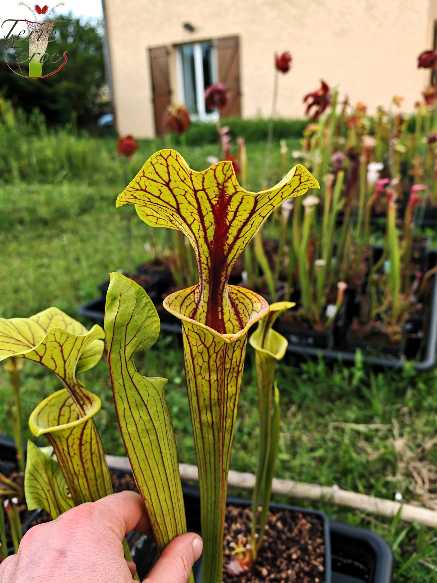 SFO03 Sarracenia flava var. ornata -- "Mega ornata"