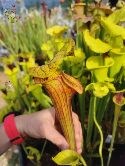 SFO04 Sarracenia flava var. ornata -- Dipping lid, Cooks Carnivorous Plants (MK, F87)