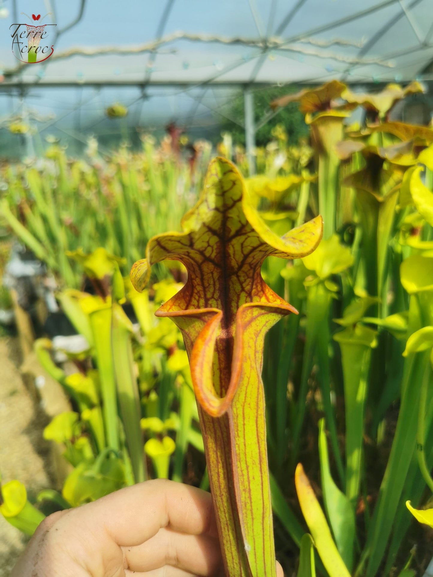 SFO04 Sarracenia flava var. ornata -- Dipping lid, Cooks Carnivorous Plants (MK, F87)