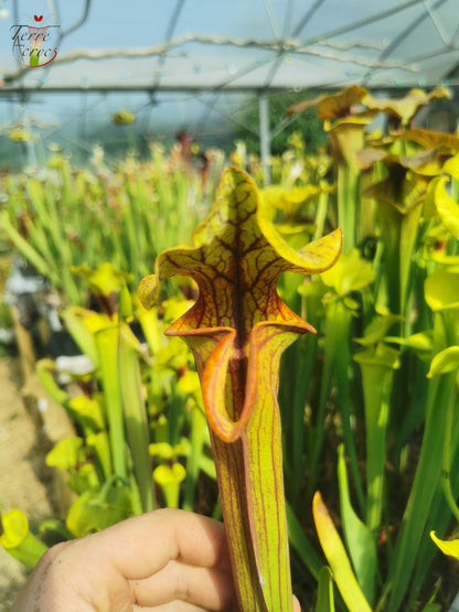SFO04 Sarracenia flava var. ornata -- Dipping lid, Cooks Carnivorous Plants (MK, F87)