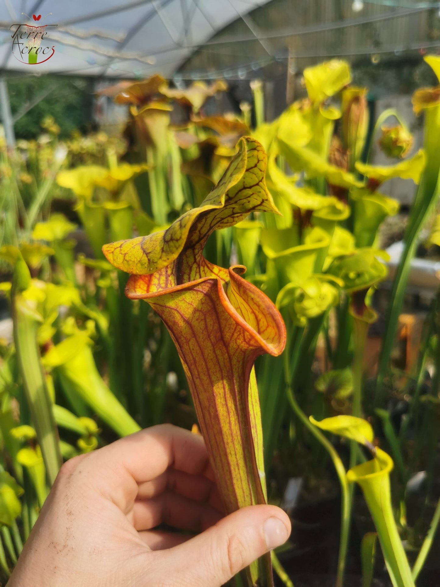 SFO04 Sarracenia flava var. ornata -- Dipping lid, Cooks Carnivorous Plants (MK, F87)