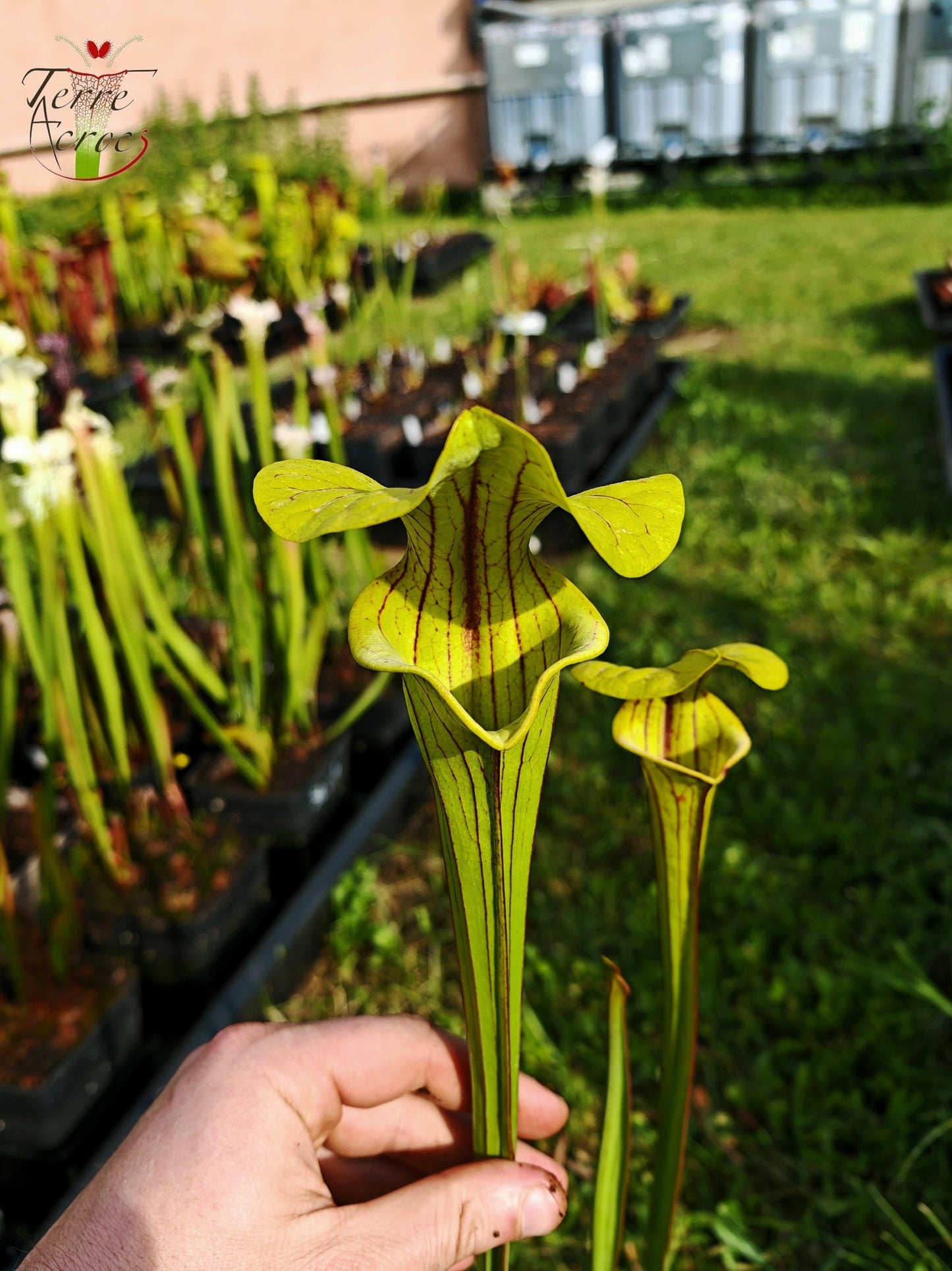 SFO04 Sarracenia flava var. ornata -- Dipping lid, Cooks Carnivorous Plants (MK, F87)