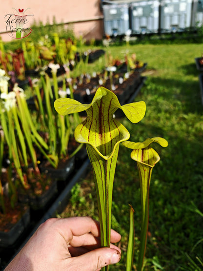SFO04 Sarracenia flava var. ornata -- Dipping lid, Cooks Carnivorous Plants (MK, F87)