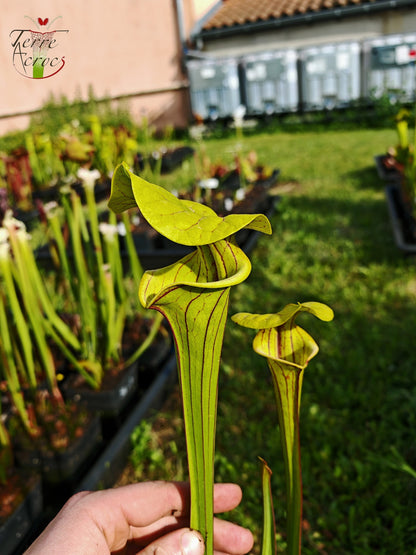 SFO04 Sarracenia flava var. ornata -- Dipping lid, Cooks Carnivorous Plants (MK, F87)