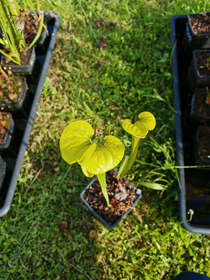 SFO04 Sarracenia flava var. ornata -- Dipping lid, Cooks Carnivorous Plants (MK, F87)