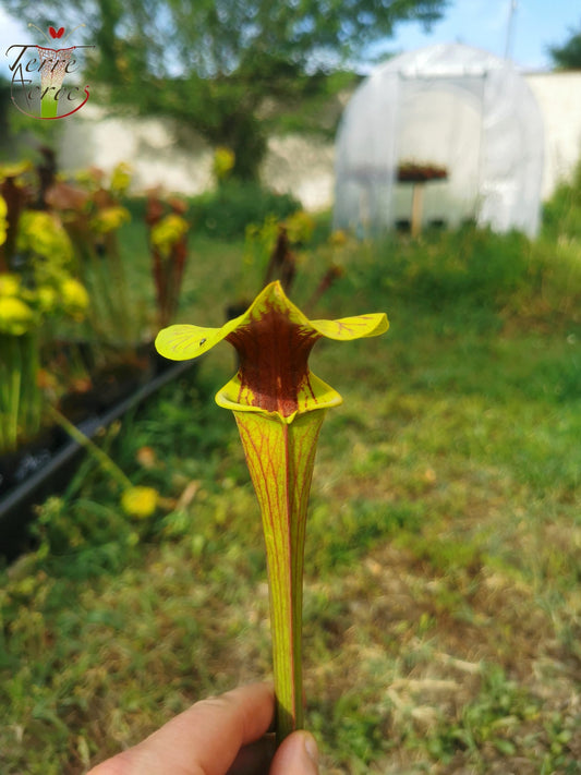 SFO05 Sarracenia flava var. ornata -- wewahitchka