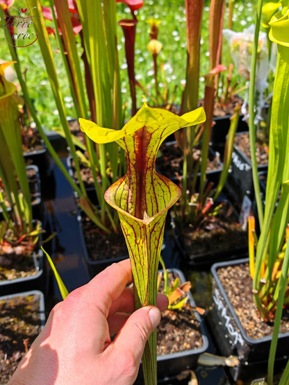 SFO06 Sarracenia flava var. ornata -- Apalachicola National Forest, FL Clone 3 (W) (F220, MK)