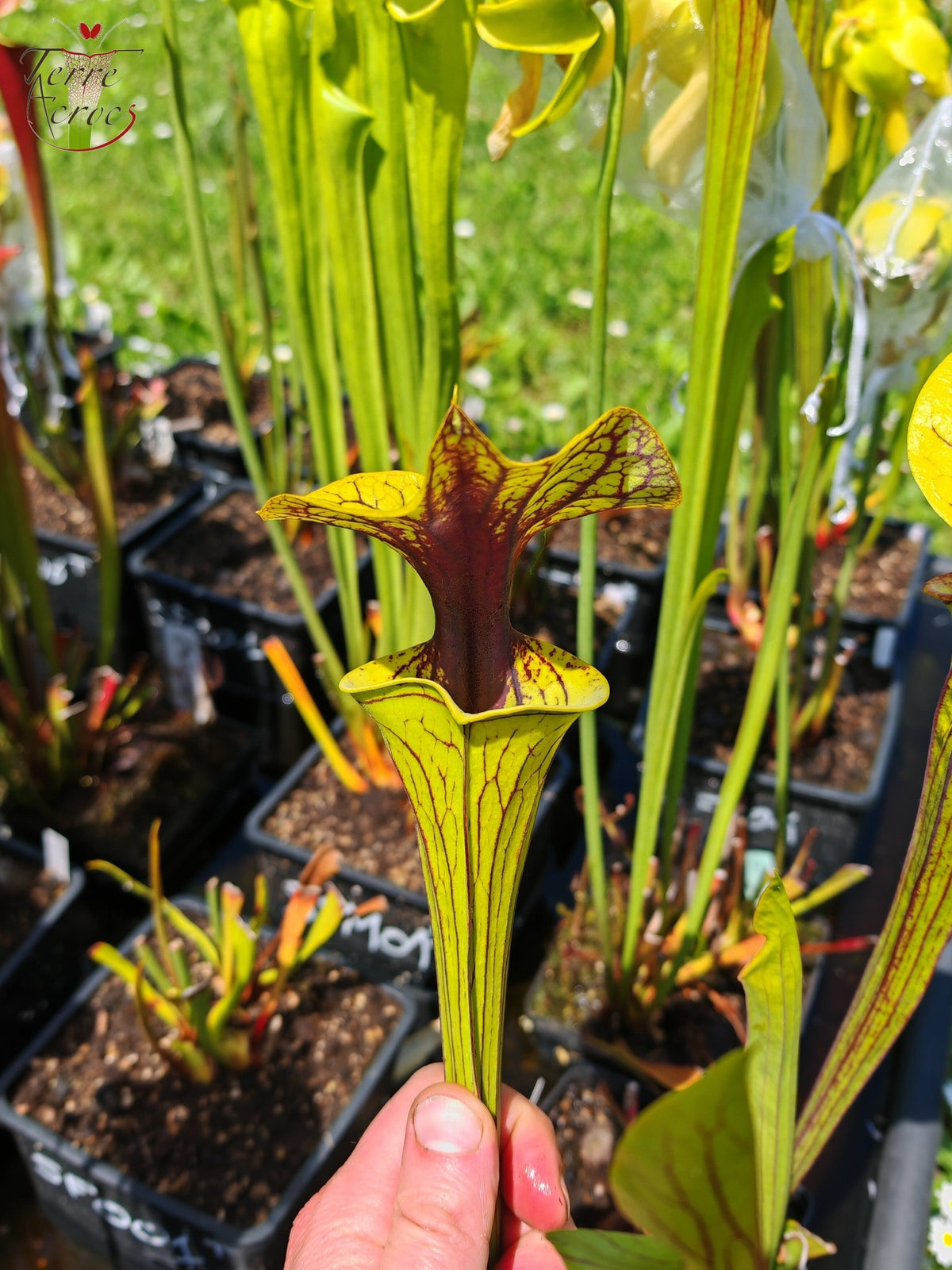 SFO07 Sarracenia flava var. ornata -- Black veins / extreme red throat (F33, MW)
