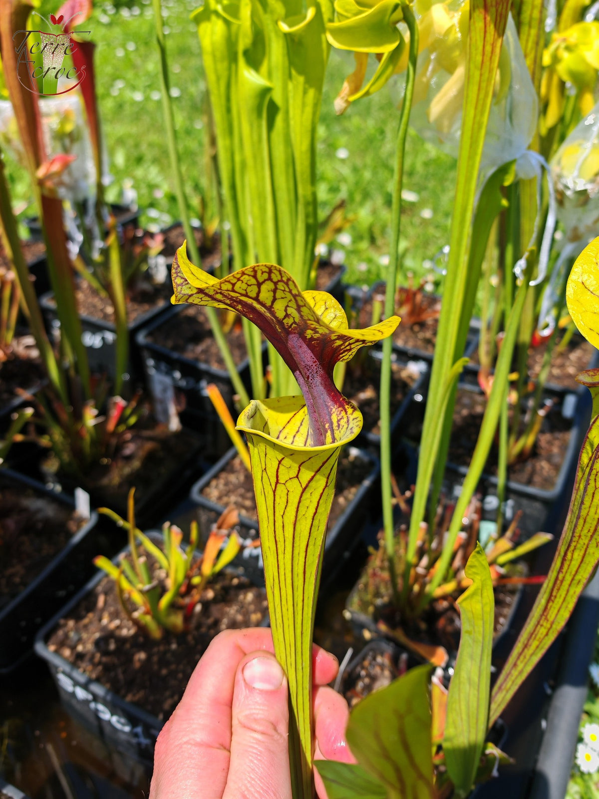 SFO07 Sarracenia flava var. ornata -- Black veins / extreme red throat (F33, MW)
