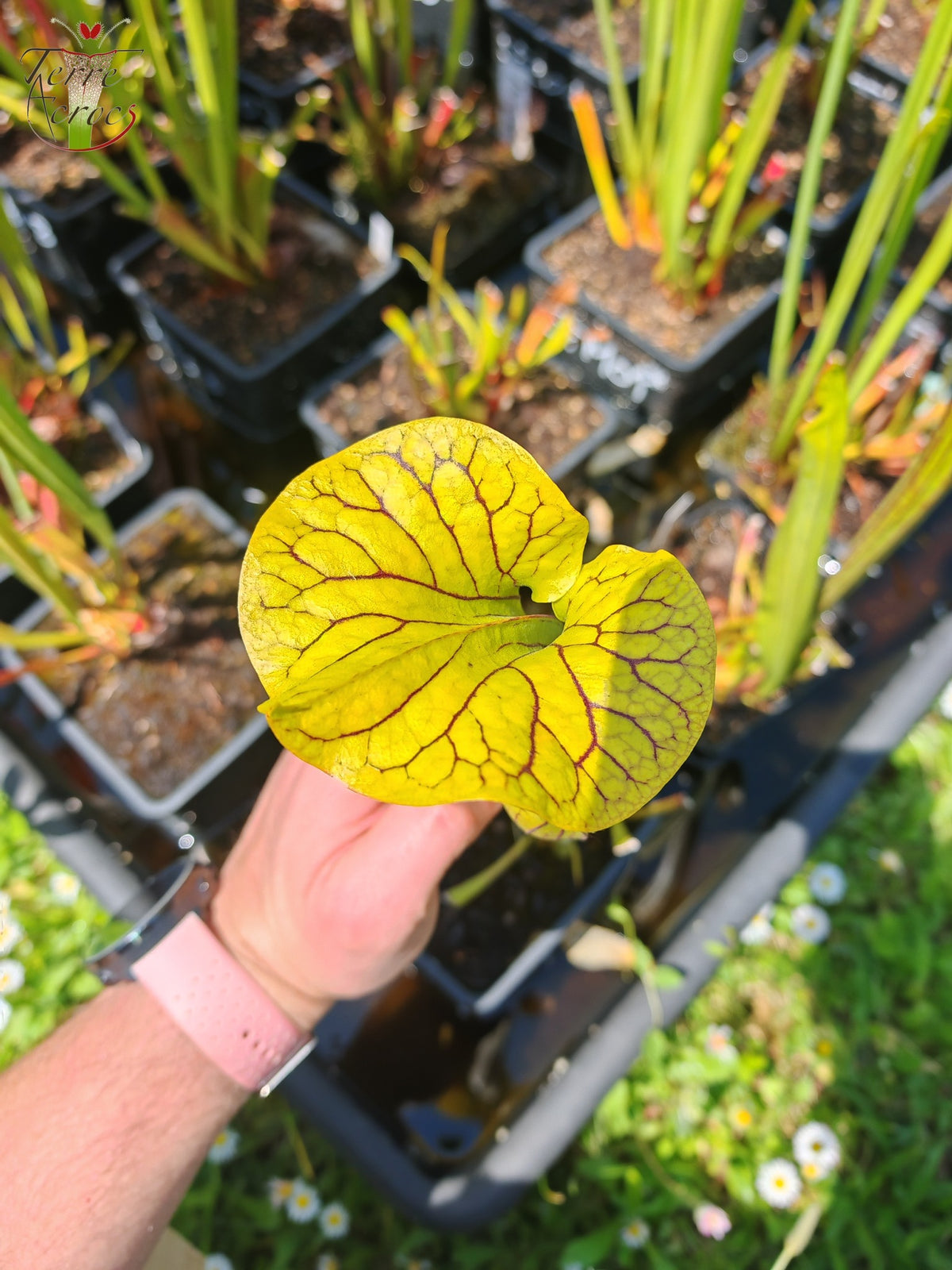 SFO07 Sarracenia flava var. ornata -- Black veins / extreme red throat (F33, MW)