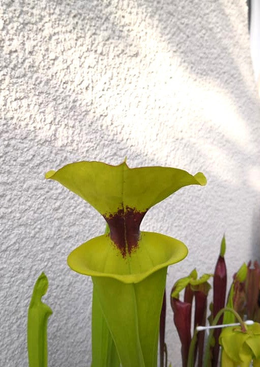 SFR02 Sarracenia flava var. rugelii -- Giant Robust Clone (F18, MK)