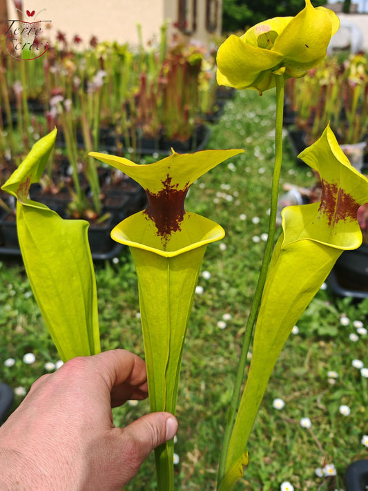 SFR02 Sarracenia flava var. rugelii -- Giant Robust Clone (F18, MK)