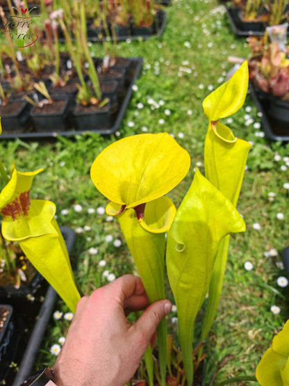 SFR02 Sarracenia flava var. rugelii -- Giant Robust Clone (F18, MK)