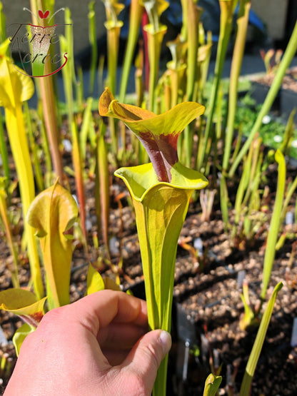SFR03 Sarracenia flava var. rugelii – kupferfarben im frühen Wachstum, Milton, FL W (F17, MK)