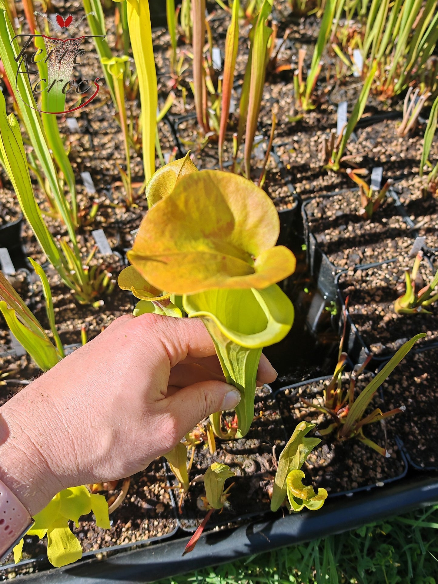 SFR03 Sarracenia flava var. rugelii – kupferfarben im frühen Wachstum, Milton, FL W (F17, MK)