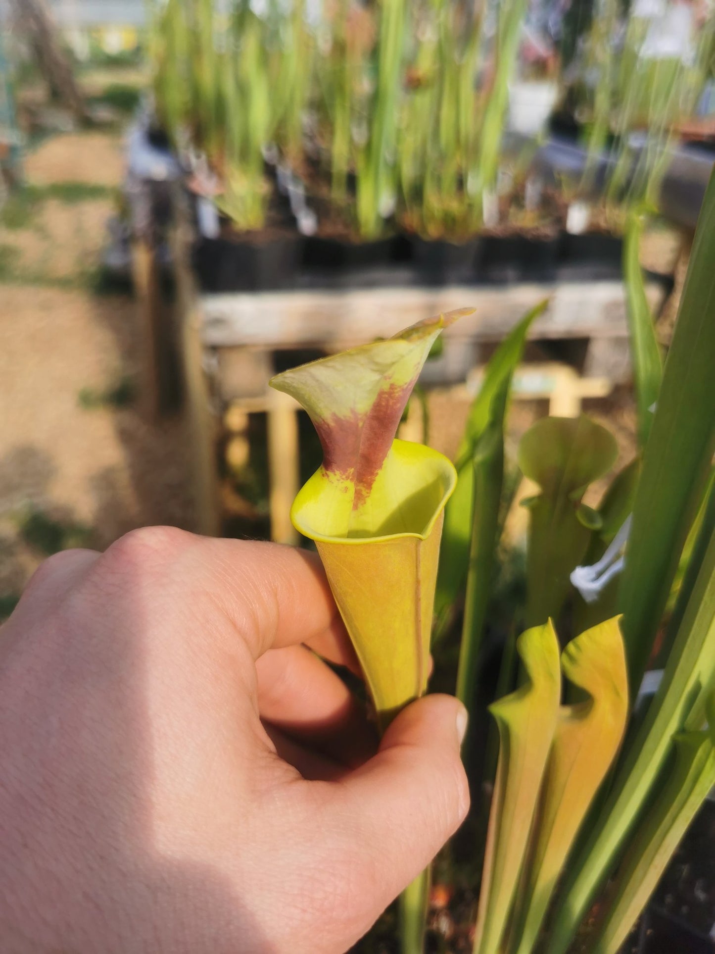 SFR03 Sarracenia flava var. rugelii – kupferfarben im frühen Wachstum, Milton, FL W (F17, MK)