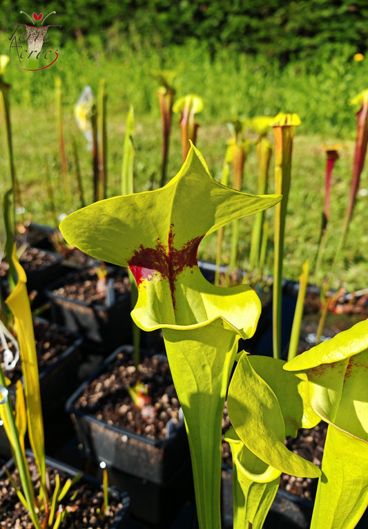 SFR04 Sarracenia flava var. rugelii -- (SFR32, CA)