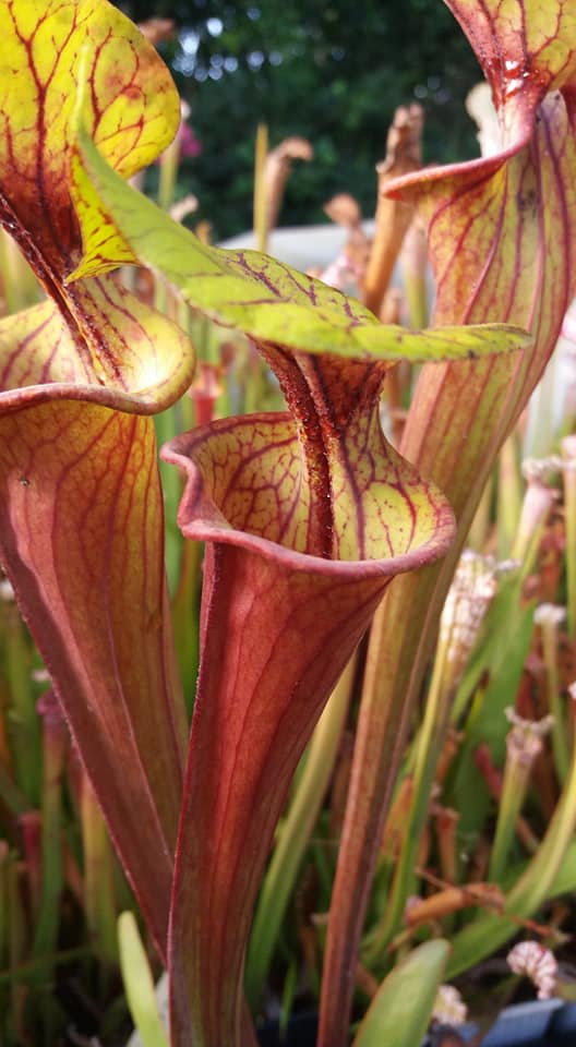 SFRB02 Sarracenia flava var. rubricorpora -- 'Claret' (F45, MK)