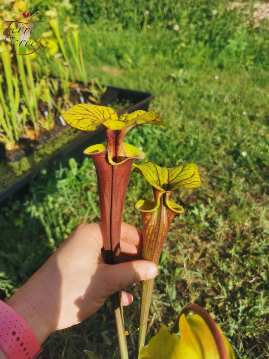 SFRB03 Sarracenia flava var. rubricorpora -- Red form, N.Carolina,W (F89, MK)