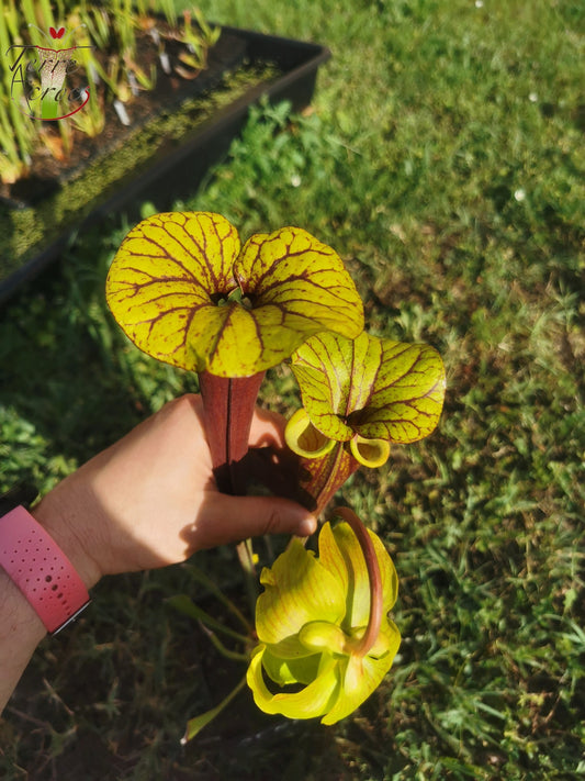 SFRB03 Sarracenia flava var. rubricorpora -- Red form, N.Carolina,W (F89, MK)