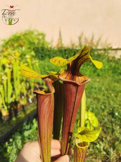 SFRB04 Sarracenia flava var. rubricorpora -- Very dark maroon tube (MK, F149)