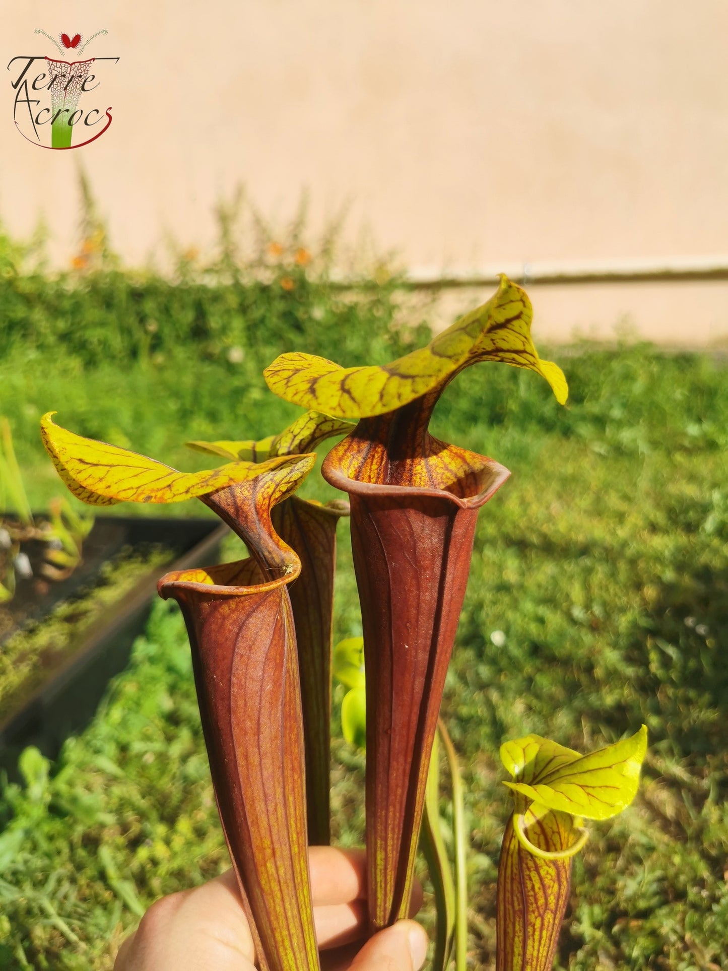 SFRB04 Sarracenia flava var. rubricorpora -- Very dark maroon tube (MK, F149)