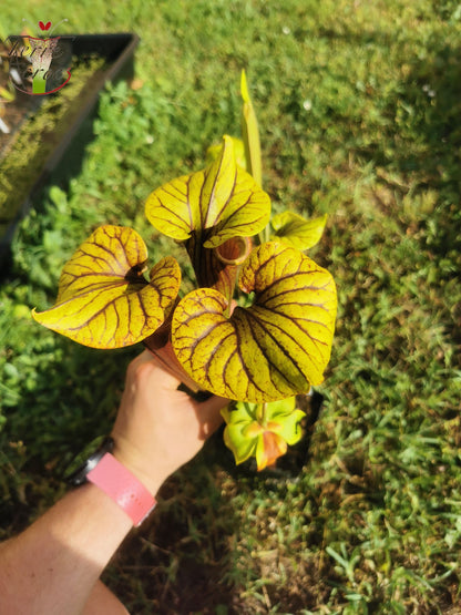 SFRB04 Sarracenia flava var. rubricorpora -- Very dark maroon tube (MK, F149)