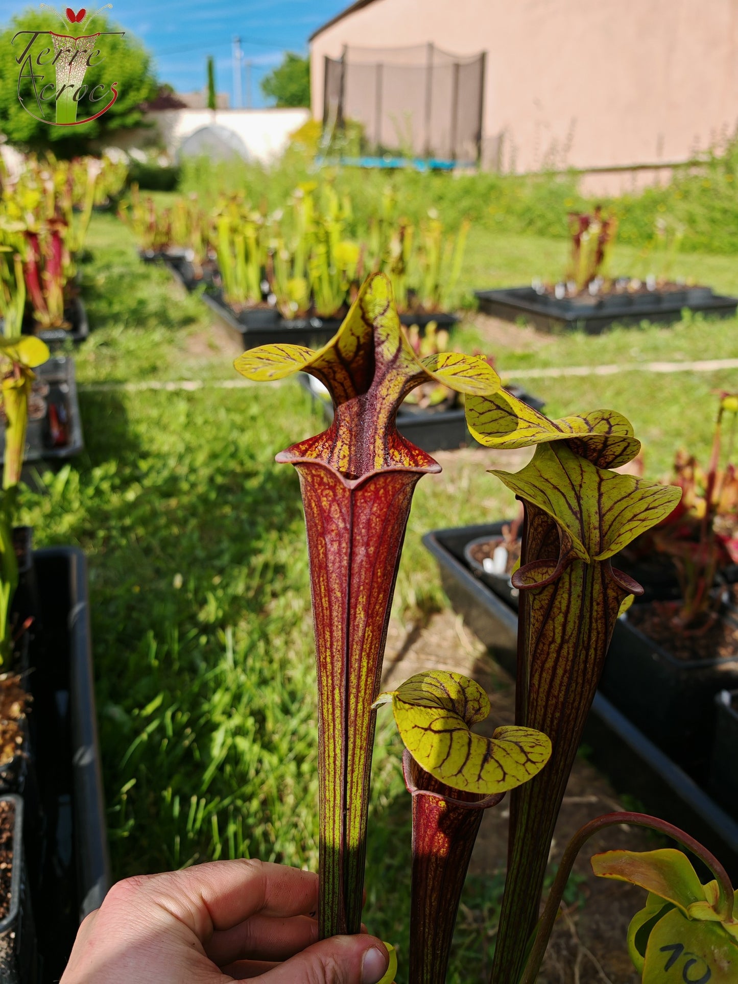 SFRB04 Sarracenia flava var. rubricorpora -- Very dark maroon tube (MK, F149)