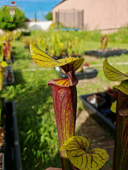 SFRB04 Sarracenia flava var. rubricorpora -- Very dark maroon tube (MK, F149)