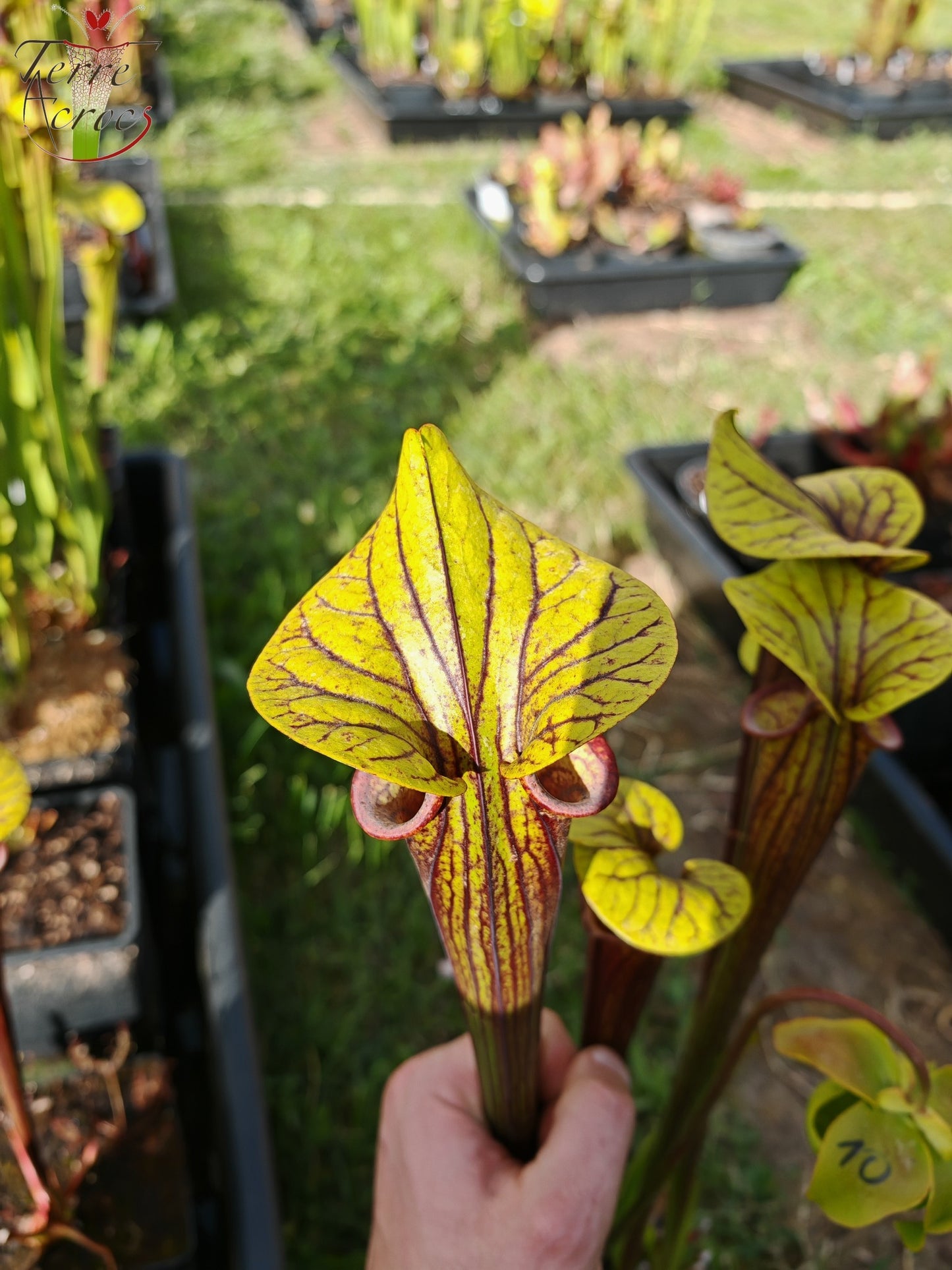 SFRB04 Sarracenia flava var. rubricorpora -- Very dark maroon tube (MK, F149)