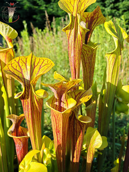 SFRB06 Sarracenia flava var. rubricorpora -- Heavy Veined (SF68, Aidan)