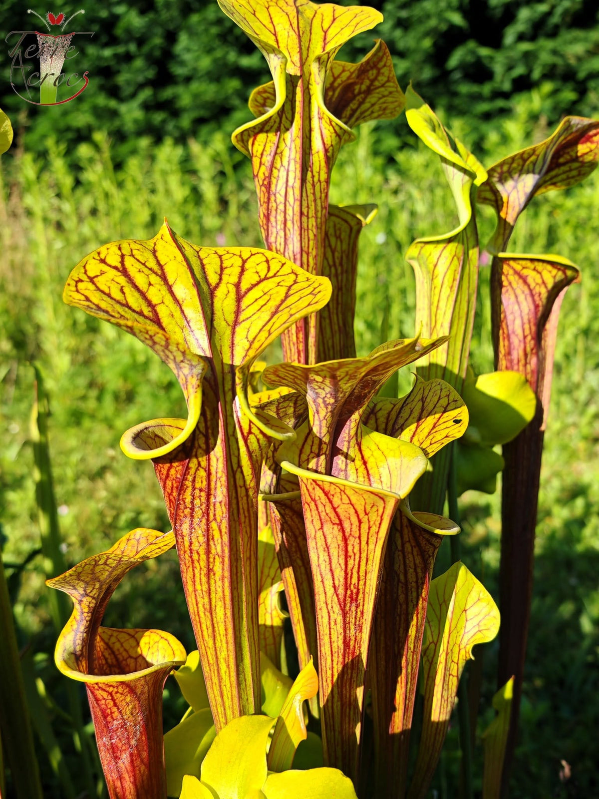 SFRB06 Sarracenia flava var. rubricorpora -- Heavy Veined (SF68, Aidan)