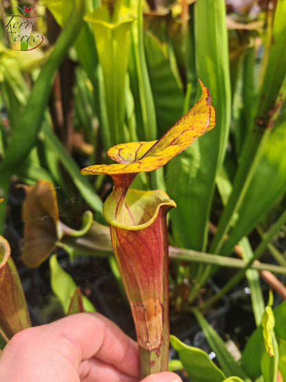SFRB10 Sarracenia flava var. rubricorpora -- Klon Dennis Baldson