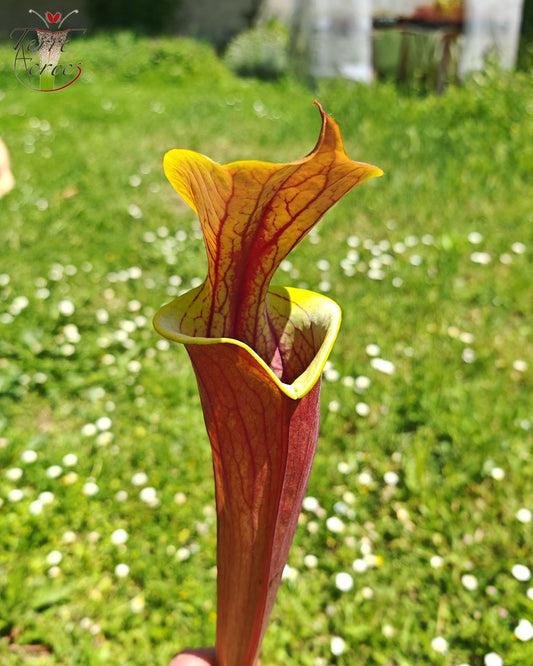 SFRB12 Sarracenia flava var. rubricorpora -- (“Best Clone” x “Clone L”) (Clone 1, Mike Wang)