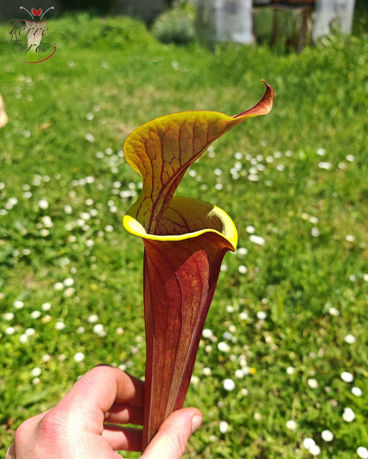 SFRB12 Sarracenia flava var. rubricorpora -- (“Best Clone” x “Clone L”) (Clone 1, Mike Wang)