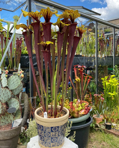 SFRB13 Sarracenia flava var. rubricorpora -- ‘Valkyrie’