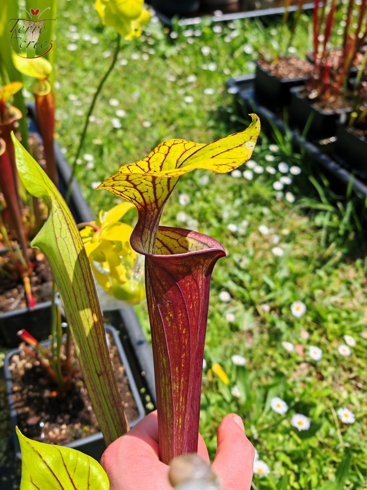 SFRB13 Sarracenia flava var. rubricorpora -- ‘Valkyrie’