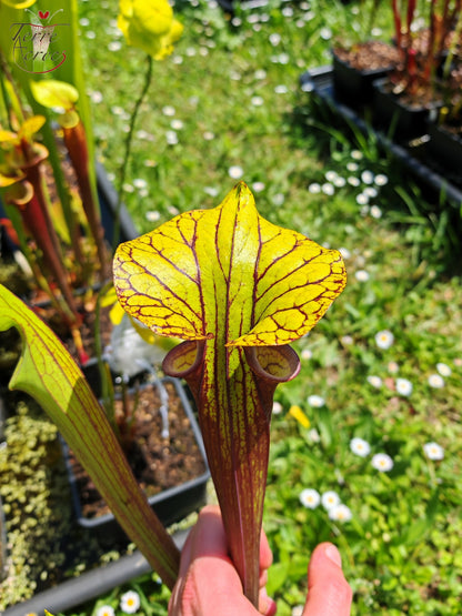 SFRB13 Sarracenia flava var. rubricorpora -- ‘Valkyrie’