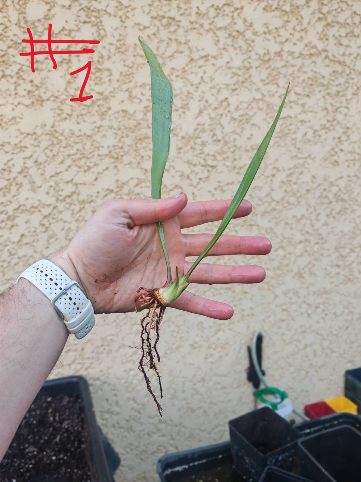 SFRB13 Sarracenia flava var. rubricorpora -- ‘Valkyrie’