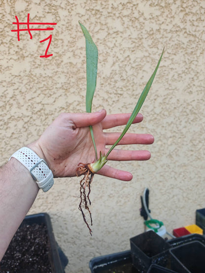 SFRB13 Sarracenia flava var. rubricorpora -- ‘Valkyrie’