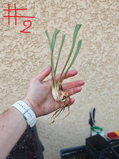 SFRB13 Sarracenia flava var. rubricorpora -- ‘Valkyrie’