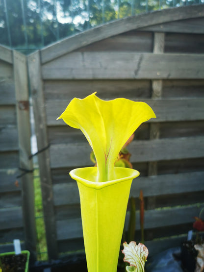 SFX01 Sarracenia flava -- “Goldie” (F257, MK)